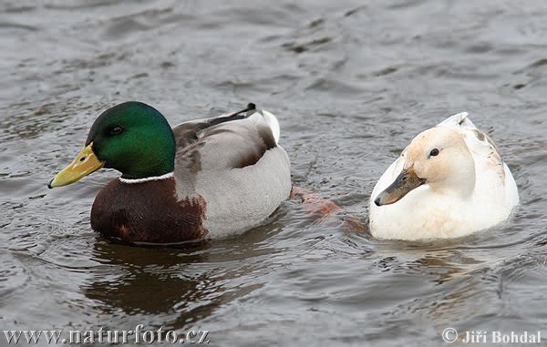 Canard colvert