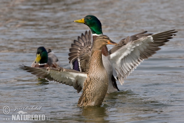 Canard colvert