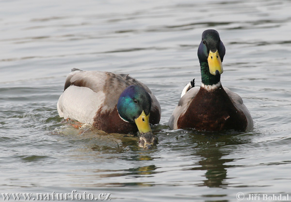 Canard colvert