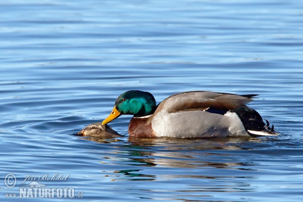 Canard colvert