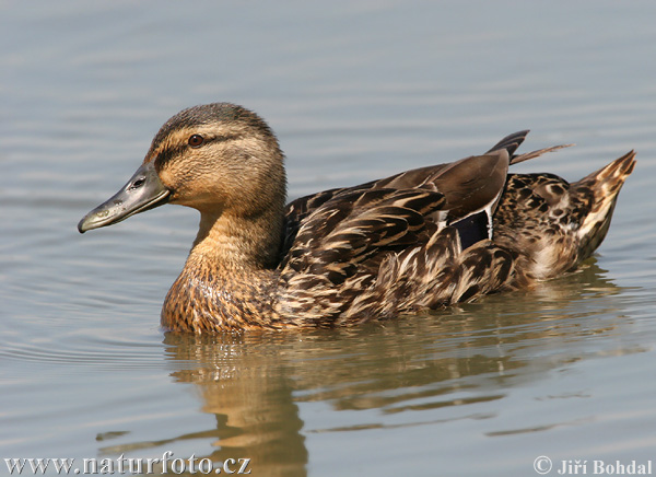 Canard colvert