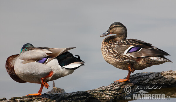 Canard colvert