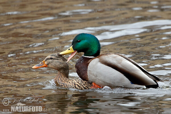 Canard colvert