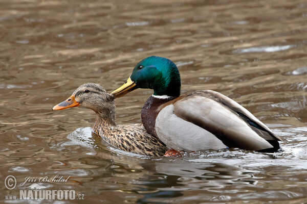 Canard colvert