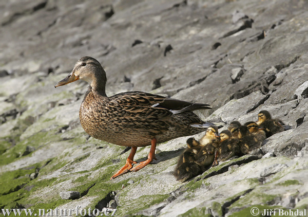 Canard colvert