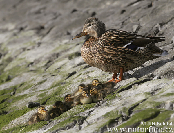 Canard colvert