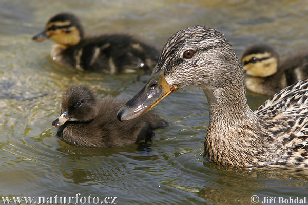 Canard colvert