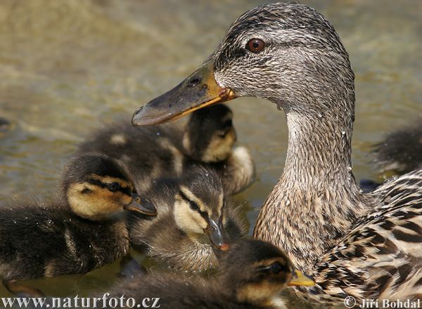 Canard colvert