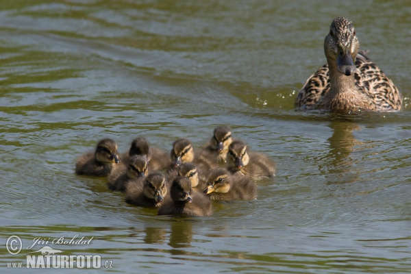 Canard colvert