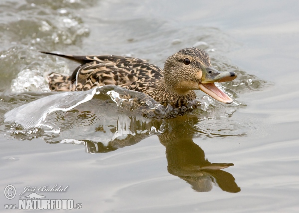 Canard colvert