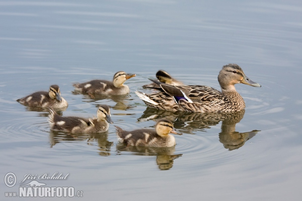 Canard colvert