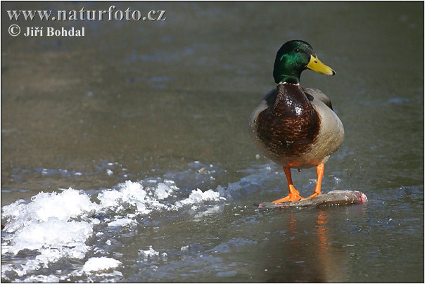 Canard colvert