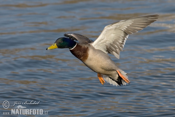 Canard colvert