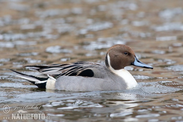 Canard pilet