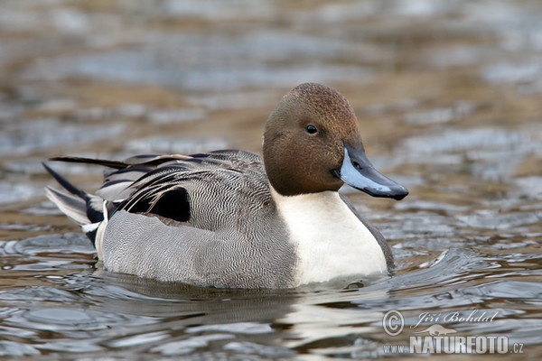 Canard pilet