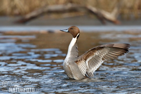 Canard pilet