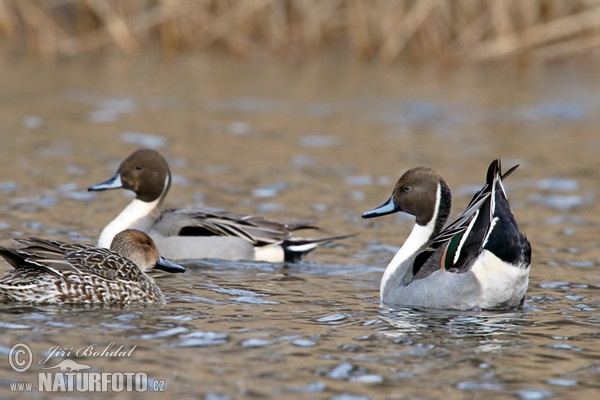 Canard pilet