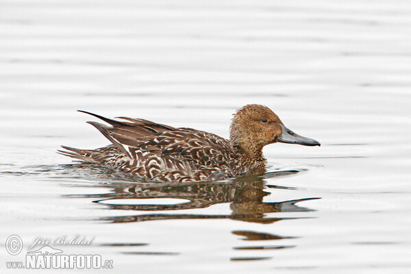 Canard pilet