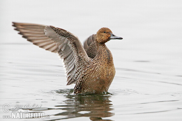 Canard pilet