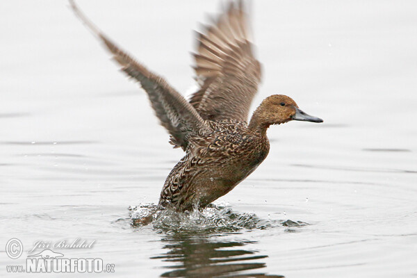 Canard pilet