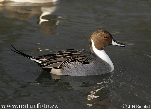 Canard pilet