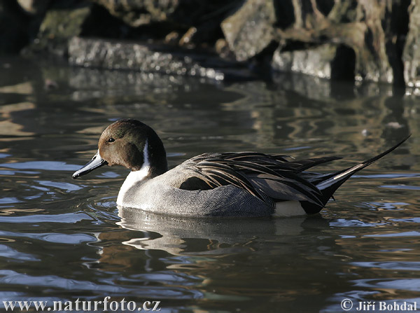 Canard pilet