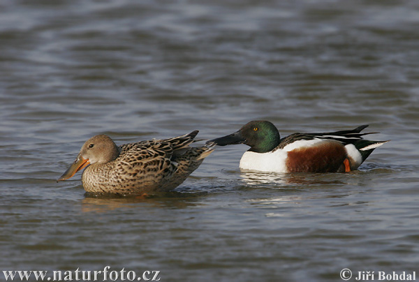 Canard souchet