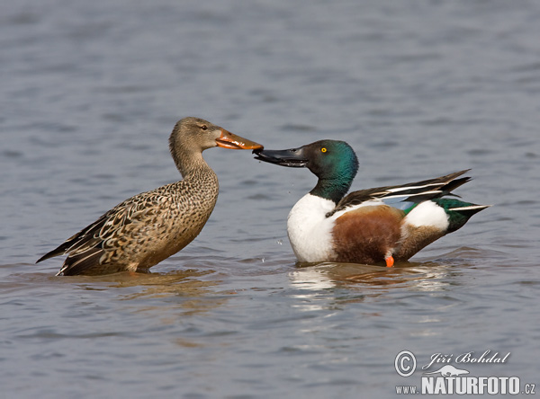 Canard souchet