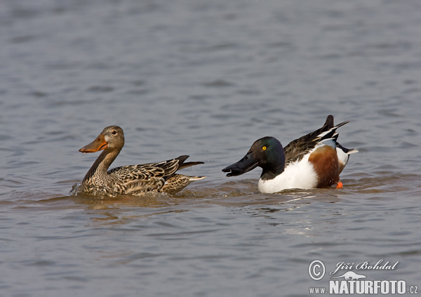 Canard souchet