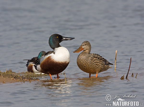 Canard souchet