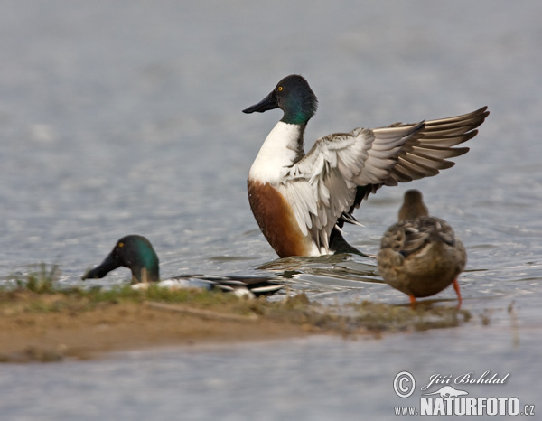 Canard souchet