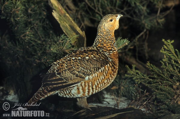 Capercaillie (Tetrao urogallus)