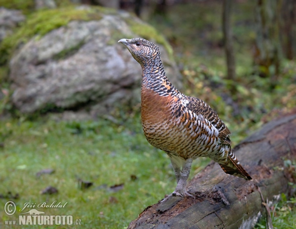 Capercaillie (Tetrao urogallus)