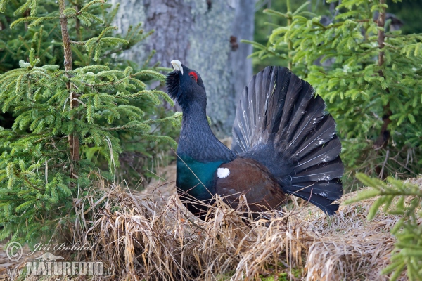 Capercaillie (Tetrao urogallus)