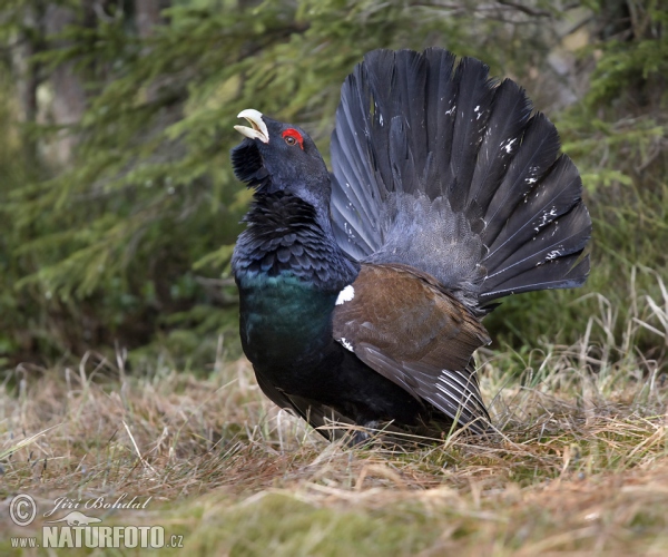 Capercaillie (Tetrao urogallus)