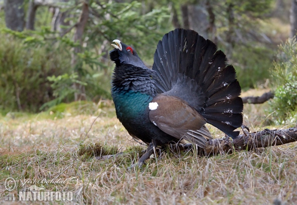 Capercaillie (Tetrao urogallus)