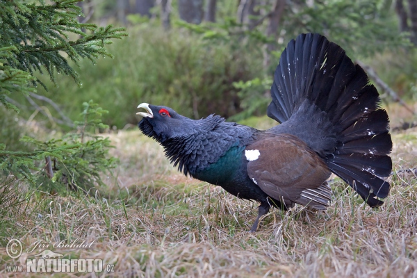 Capercaillie (Tetrao urogallus)