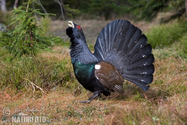 Capercaillie (Tetrao urogallus)