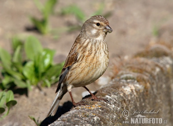 Carduelis cannabina