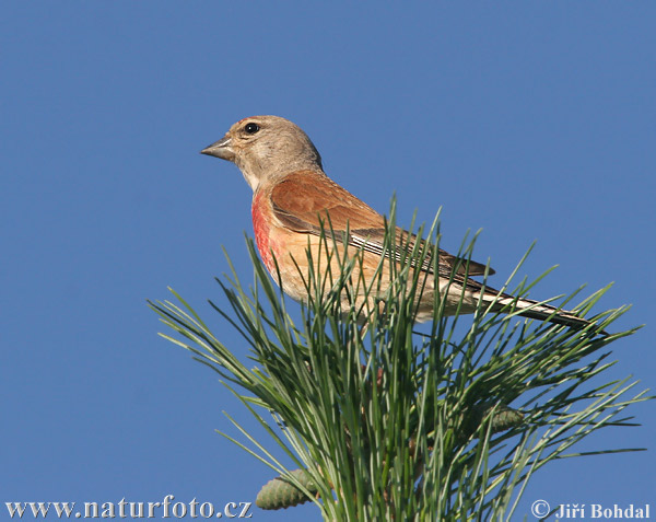 Carduelis cannabina