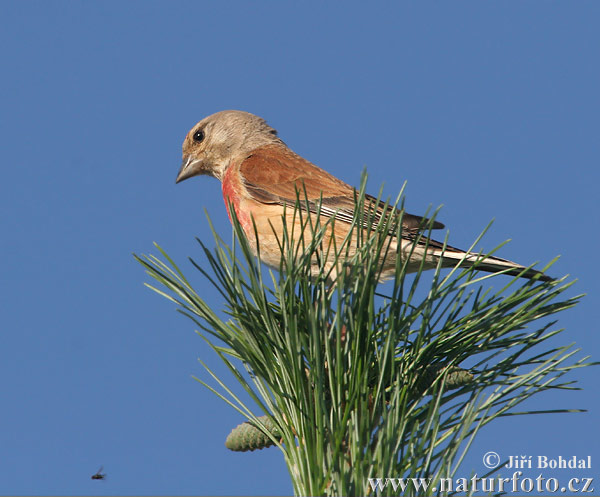 Carduelis cannabina