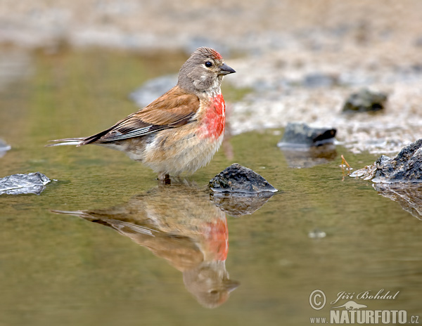 Carduelis cannabina