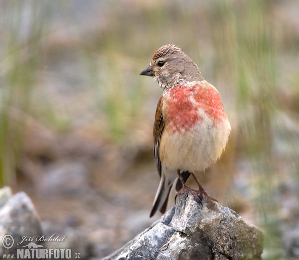 Carduelis cannabina