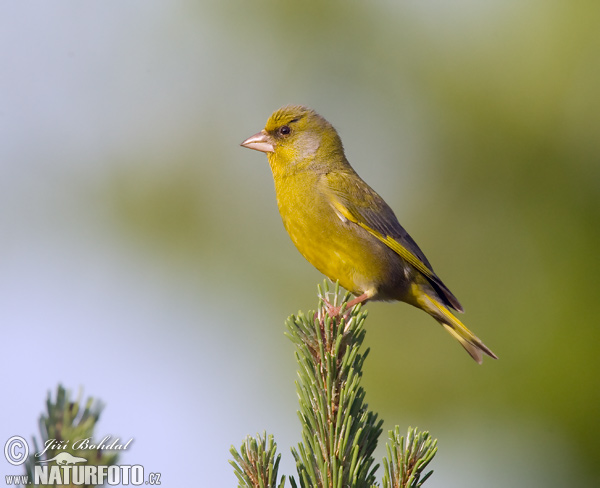 Carduelis chloris