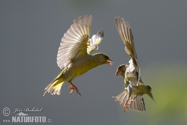 Carduelis chloris