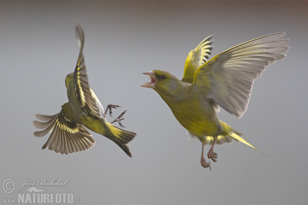 Carduelis chloris