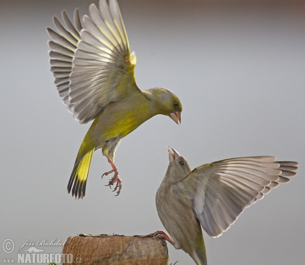 Carduelis chloris