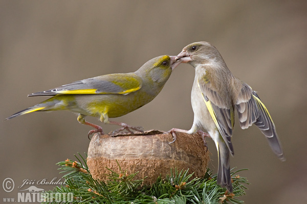 Carduelis chloris