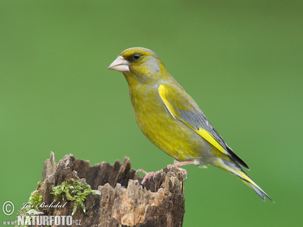 Carduelis chloris