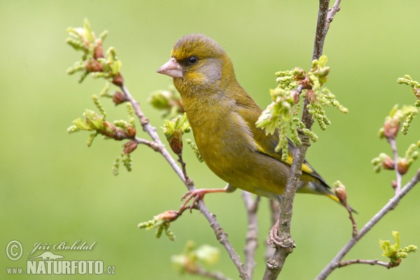 Carduelis chloris